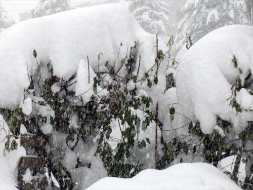 雪に埋もれたグミ（１２月２１日）